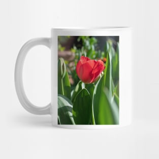 Red Tulip flower with green leaves Mug